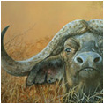 Cape Buffalo in Acrylic